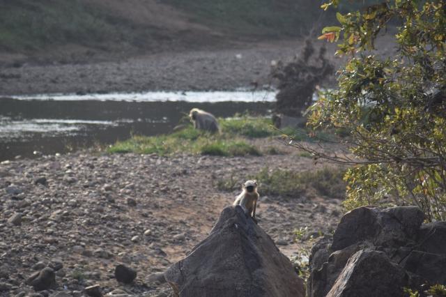 a baby grey langur sitting on a boulder beneath a tree, looking directly at the camera.