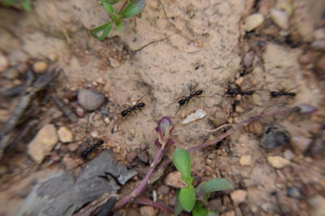 a macro image of five black ants walking in a line. taken from above with a backdrop of cracked soil, pebbles, and various small plants