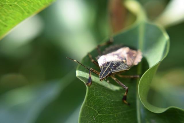 a macro image of some kind of shield bug or beetle on a tropical leaf. it is dark brown with a light line running down its midsection from its head to its abdomen, which has a weird bumpy texture that looks a bit like lichen.