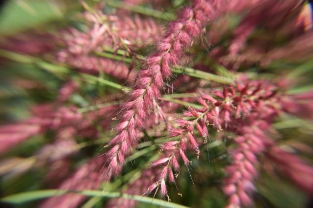 macro photo of the flowering part of some vibrant pinkish-purple grass