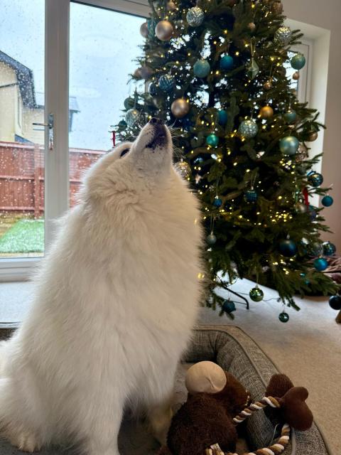 A fluffy white dog with its head thrown back in a gentle howl.
