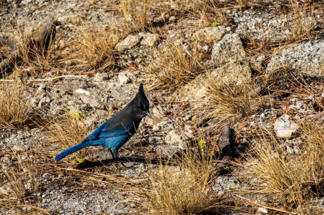 A Steller's jay hopping around on scrubby ground, but in slightly more sun. [Fuji X-T5 / Tamron 18-300]