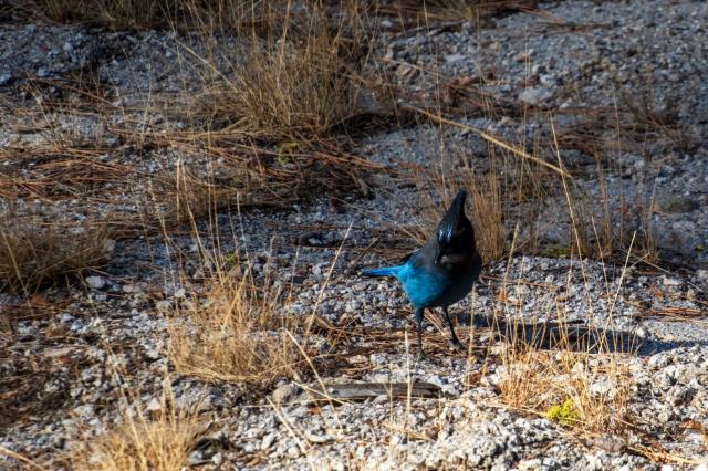 A Steller's jay hopping around on scrubby ground. [Fuji X-T5 / Tamron 18-300]