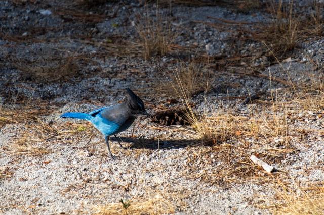 Another one of a Steller's jay hopping around on scrubby ground. [Fuji X-T5 / Tamron 18-300]