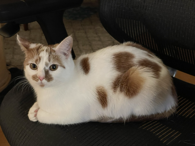 A white cat with orange patches and a pink nose (Peaches) resting on my office chair in the shape of a loaf of bread, reminiscent of Maxwell the cat. She looks very cute.