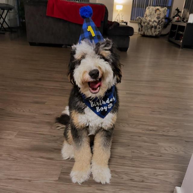 A funny black, white & tan dog wearing a party hat