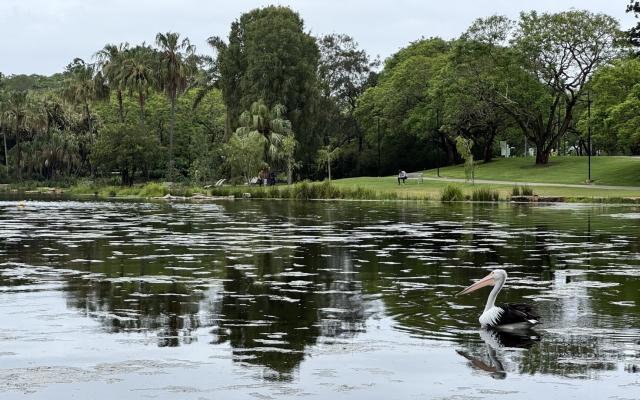 A scene of a lake dotted with plant life, reflecting the trees on the far bank. A large black and white pelican swims in the bottom right of the frame.