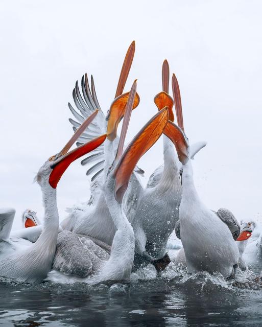 pelicans