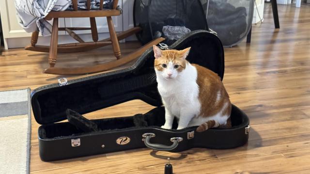 An orange cat sitting in a ukulele case