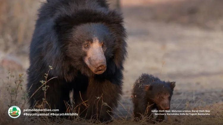 Sloth Bear Melursus ursinus