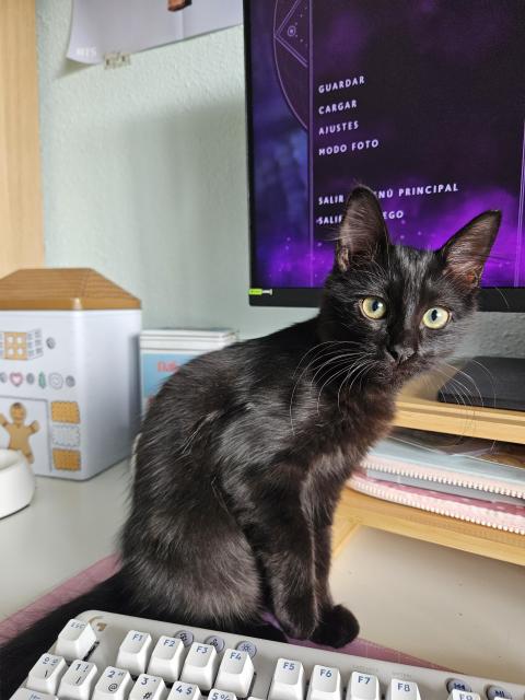 Gatita negra de ojos verdes sentada entre la pantalla del ordenador y el teclado blanco. Es muuuuuy linda.