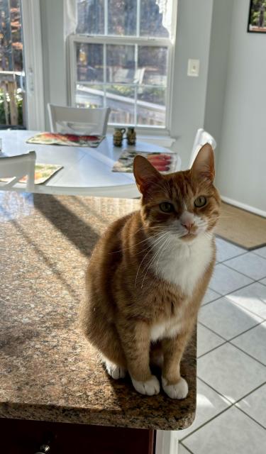 Orange tabby Ziggy is standing on the kitchen counter defiantly.