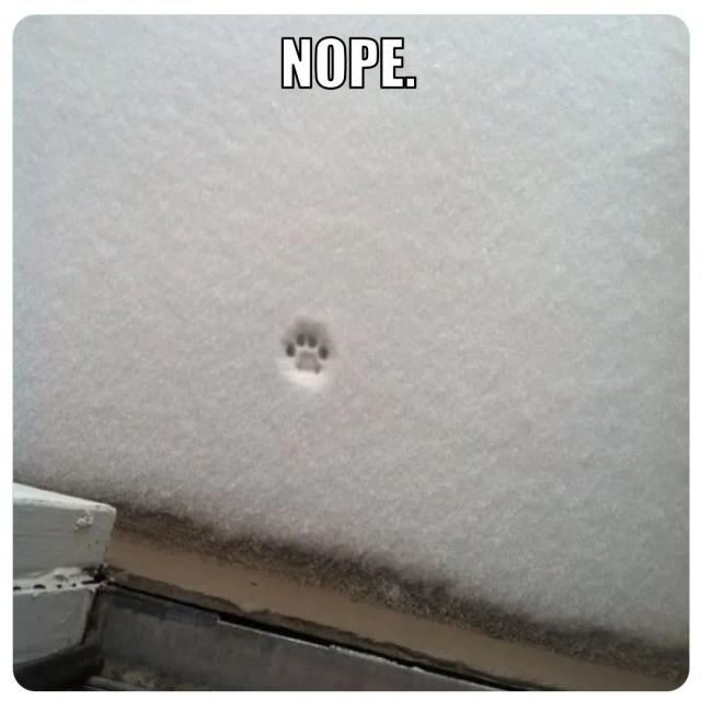 Snow covered ground behind a doorstep. On the perfectly smooth layer of snow is a single tiny paw print of a cat.
The word "NOPE." is superimposed over the image.