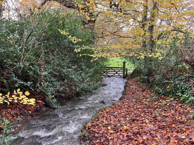 A landscape photo of a small stream swelled by rain from a recent storm. It flows to and through a wooden field gate leading into a lush green meadow. The stream shares its route with a footpath, following a lane hedged with beech trees - leaves turning red and gold - and dark green holly. The path fords the stream just out of view behind the camera, then follows along beside on the right, the surface carpeted in copper coloured leaves. Sometimes, like now, the path is more stream than footpath! Wellington boots definitely required, especially to open the gate with its latch on the opposite bank.