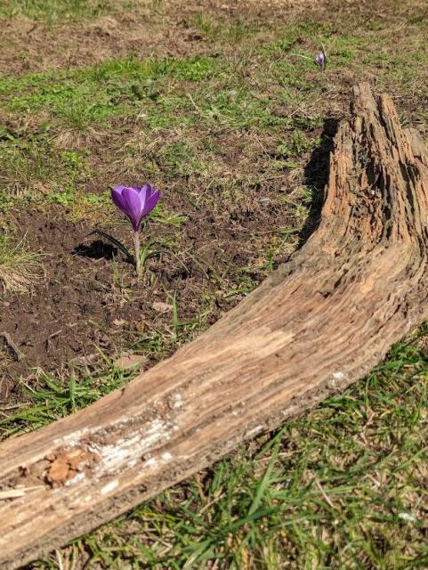 A single purple crocus pokes out of a muddy, bare lawn. An extremely weathered dead and muddy branch curls around it, looking almost like an arm.