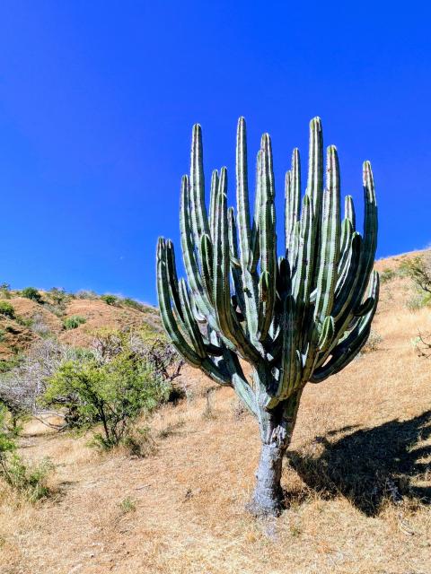 A large cactus (órgano cimarrón?) in the hills around Guanajuato Capital.