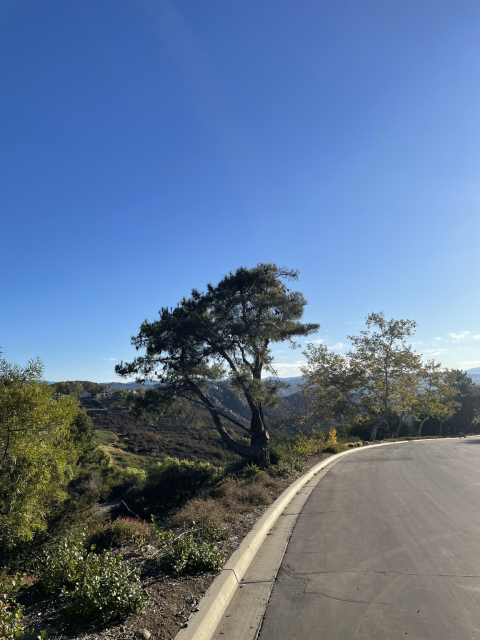 Blue sky with trees in front and horizon in the distance (view from a hilltop)