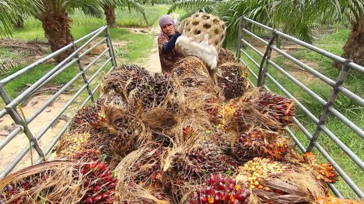 Deforestation-driven Climate Change Intensifies Natural Disasters in Indonesia