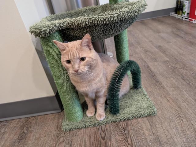 Shine, a buff colored tabby, hiding under a cat tree