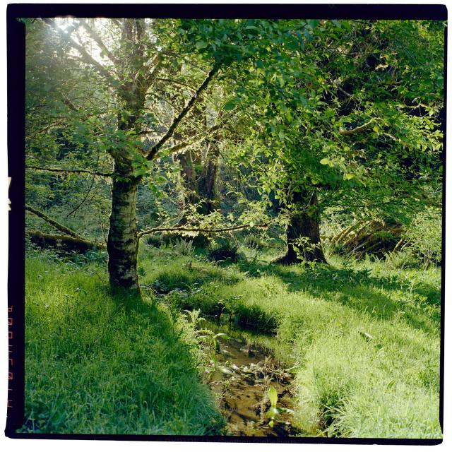 A quiet forest stream winds between old growth alders. Miss covers the branches, with the rising sunrise lights highlighting the edges of the trees. Image taken on Kodak Gold Film.