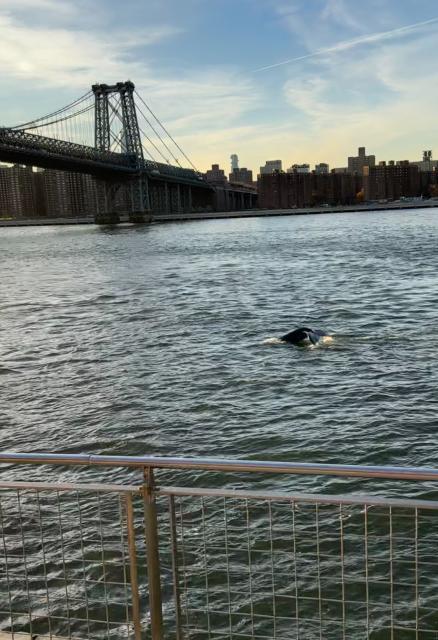 With the Williamsburg Bridge in the distance, a humpback whale navigates the East River, its tail flukes showing the characteristic  pointed tips and serrated trailing edge.