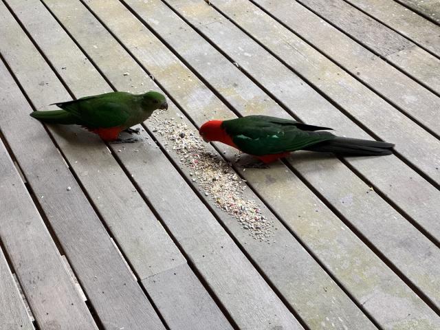 Two red and green parrots on a wooden veranda, eating seed.