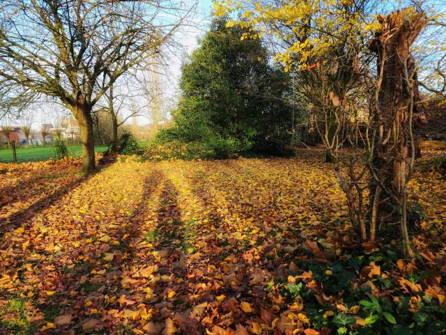 A stretch of lawn completely covered in yellow and brown leaves. My long shadow on the low sunshine is flanked by two pollarded willow shadows. Many other tree shadows on either side. Close to the camera on the very right is a dead the trunk surrounded by much younger tree growth with a few yellow leaves left near the top. Further away on the left is a mostly bare tree and still further in the center is an evergreen. Beyond the trees is a fence with a very green pasture on the other side. Beyond that more trees and houses.