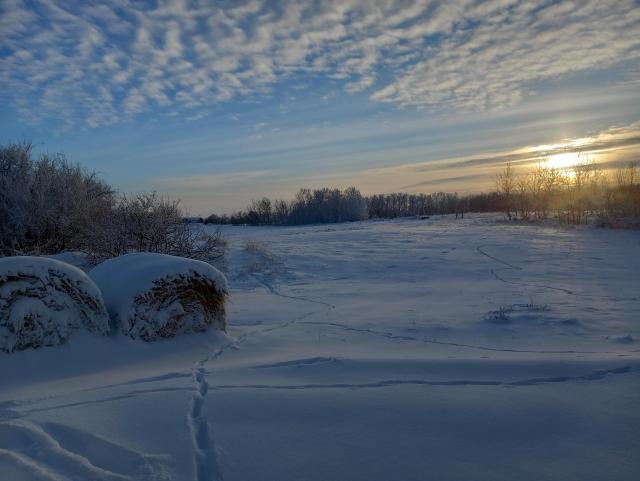 A snowy field with lots of animal tracks criss-crossing across it.  The sky is full of a neat cloud pattern with a low sun on the horizon, with blue sky peeking through the clouds.  There are a couple of large hay bales covered with snow, and some bare deciduous trees with frost all over them around the edges of the field.