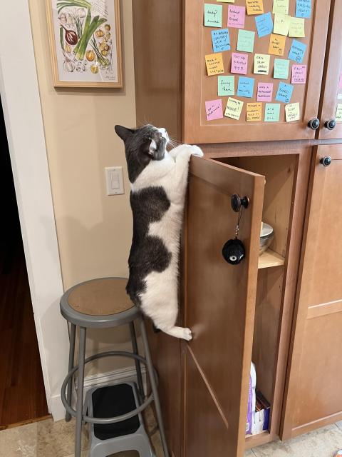 A gray-and-white kitten named Lily hangs from her front legs off of an open cupboard door, her back legs dangling beneath her. Lily is looking up toward the ceiling as she hangs.