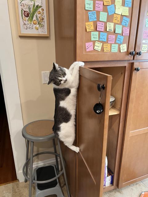 A gray-and-white kitten named Lily hangs from her front legs off of an open cupboard door, her back legs dangling beneath her. Lily is looking toward the camera as if asking for help.