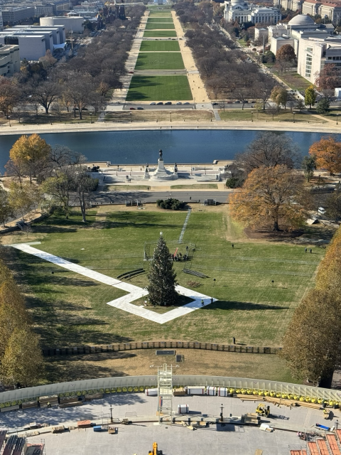 Christmas tree at the Capitol, to be lit tonight