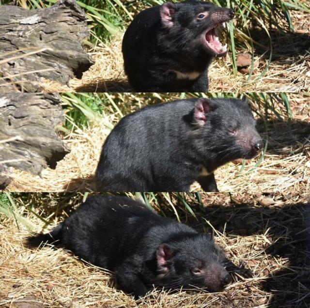 Tassie devil