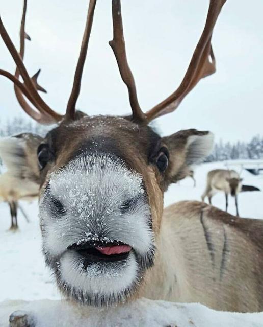 reindeer