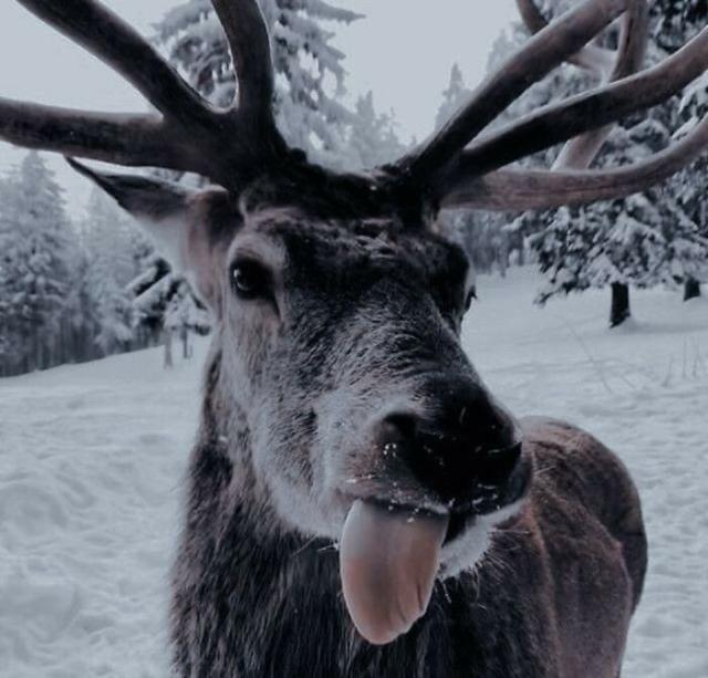 reindeer