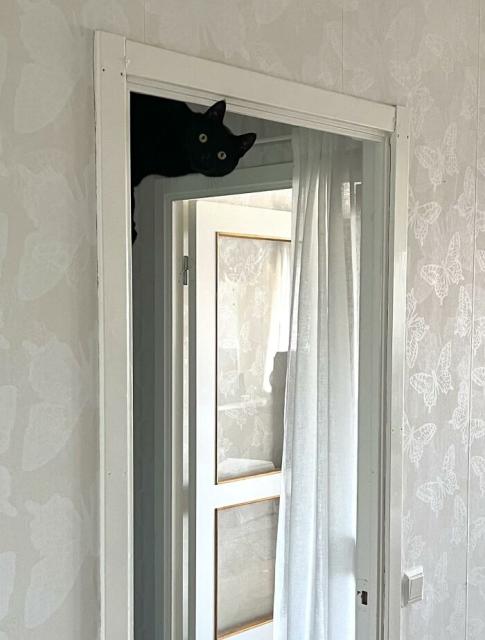 cat peeks