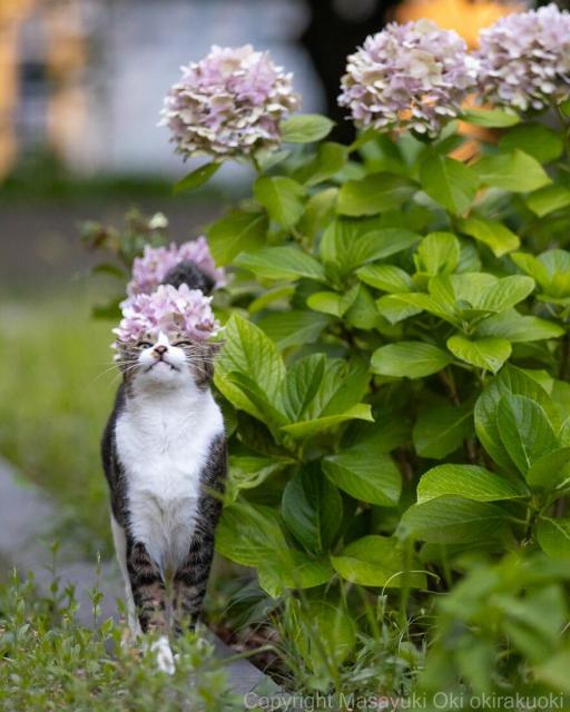 flower cat