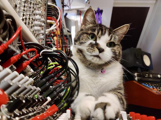 Patch, the studio cat, sitting on top of a modular synthesizer with patch cables everywhere