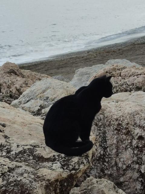 A pitch black cat sitting on a rock in front of a beach.