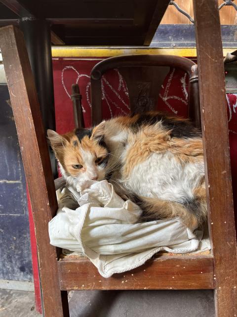 Small, grubby, slender young cat, white, orange, and black, eyeing the photographer blearily from her bed of a folded tablecloth on top of an overturned wooden chair outside a closed taverna