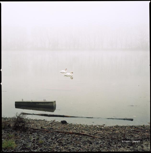 The Saône River one early morning in a thick fog, the opposite bank barely visible, two swans pass in the center of the image. Photo taken with a 6x6 medium format camera on color negative film.