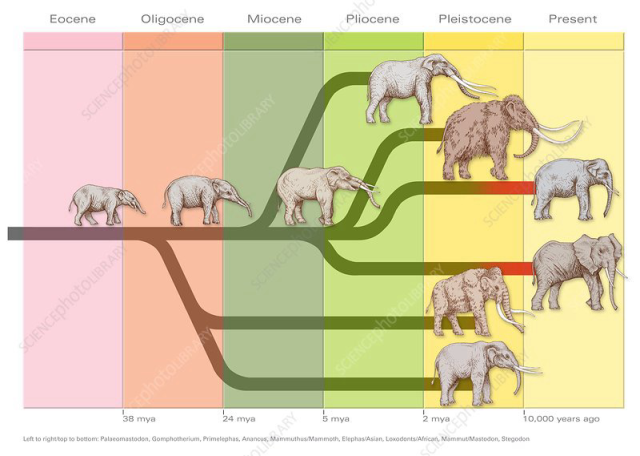 A phylogenetic tree for elephants over a geological time scale.