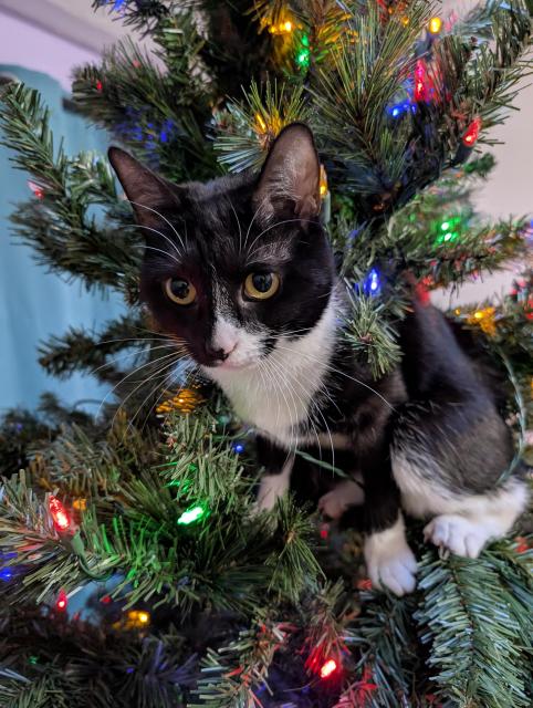 Tuxedo cat in a Christmas tree with colorful lights.