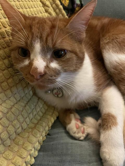 A close-up of a ginger cat with white markings, lounging on a textured yellow pillow. The cat has a relaxed expression, with its eyes half-closed and ears perked up.