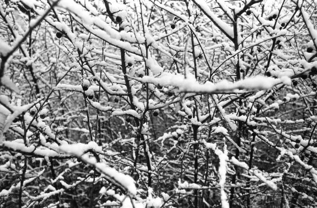 Black and white film photo of densely packed bush branches with some berries, covered in snow