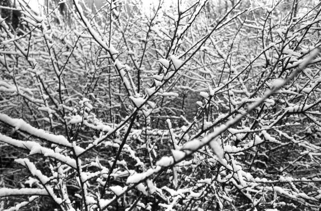 Black and white film photo of densely packed bush branches with some berries, covered in snow