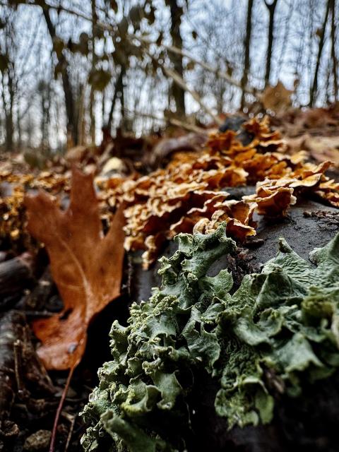 A closeup of a fallen tree branch. The bark is covered in vibrant copper colored (probably false) turkey tail mushrooms and deep green lichen. A single oak leaf rests to the left of the branch. The bare trees and overcast sky can be seen in the background. 