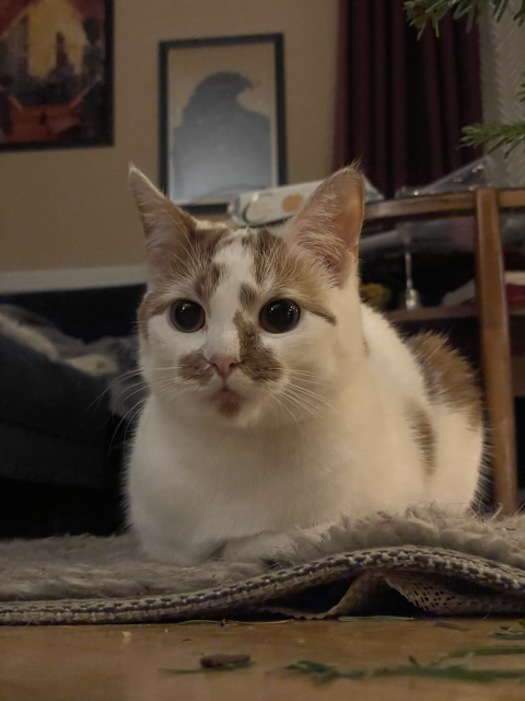 A white cat with orange patches and a pink nose (Peaches) being very cute in a loaf pose with her huge eyes reflecting fairy lights.
