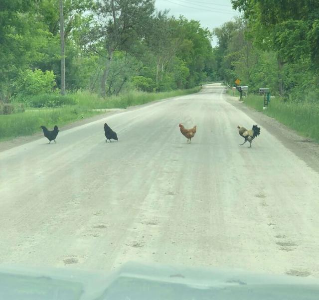 Why did the Beatles cross the road?