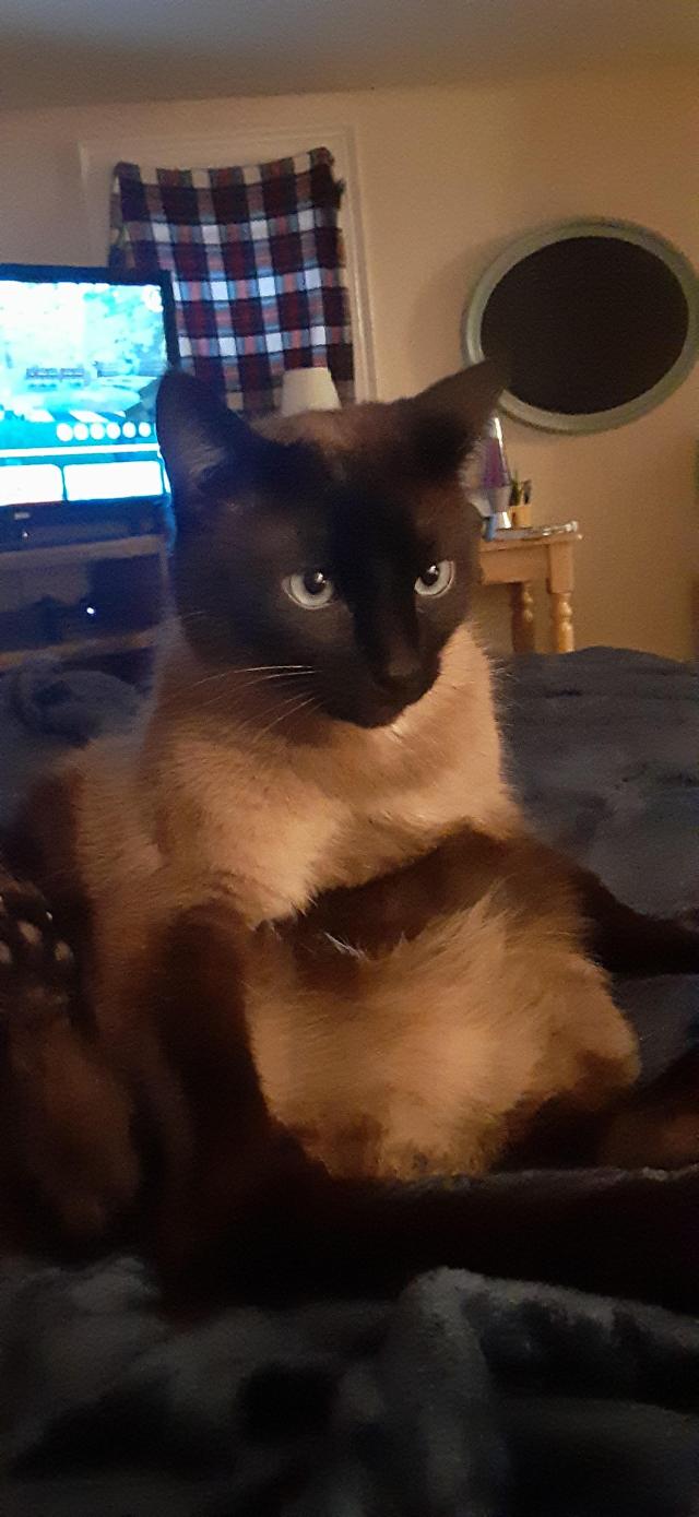 My cat Boots sitting weirdly.