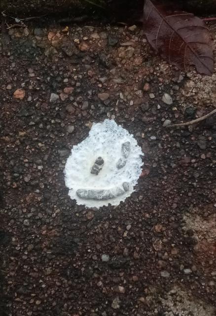 A white bird poo on a footpath that has darker bits tnat make it look like a smiley face